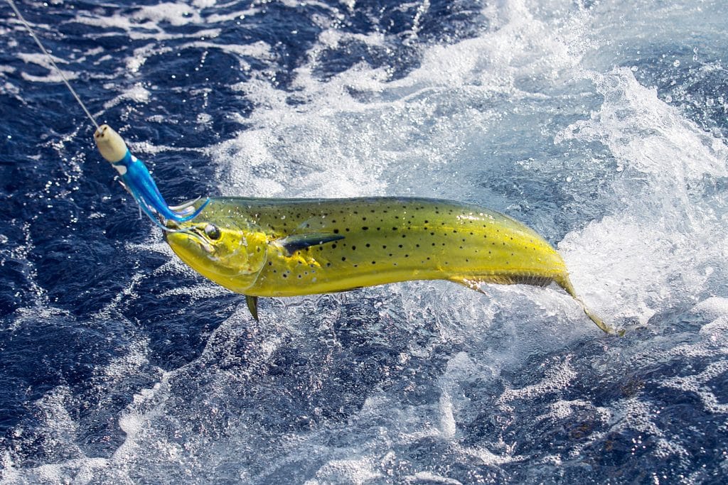 Fresh,Mahi,Mahi,Being,Caught,In,Ocean