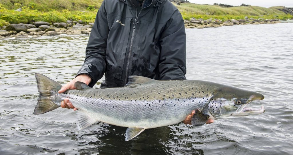 Peche nordique islande pêche saumon