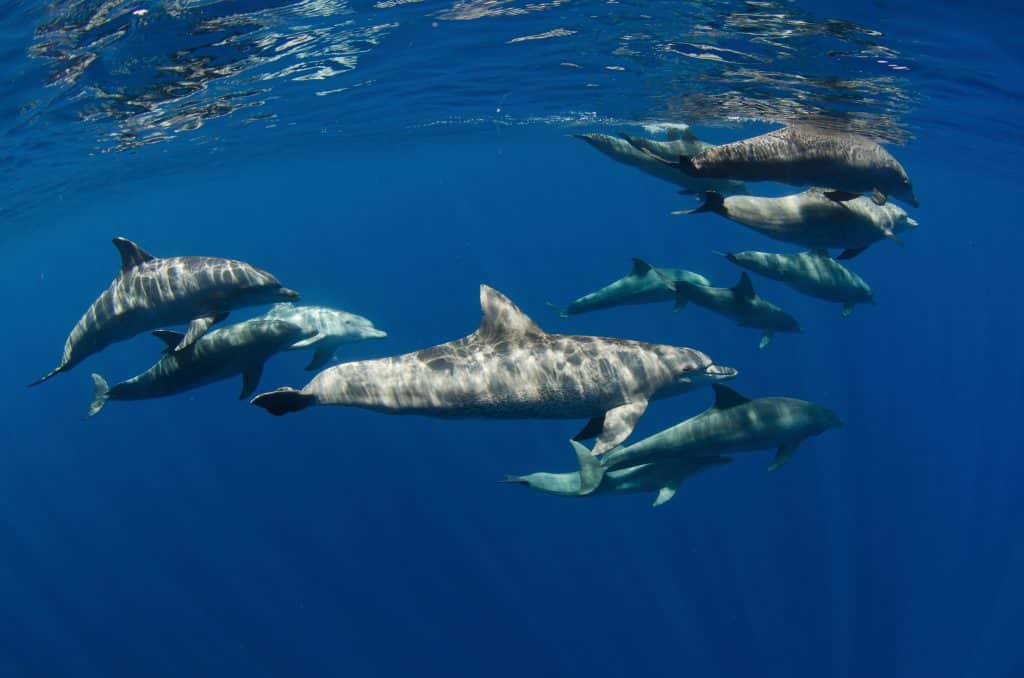 A,Pod,Of,Inshore,Bottlenose,Dolphins,Swims,In,The,Crystal