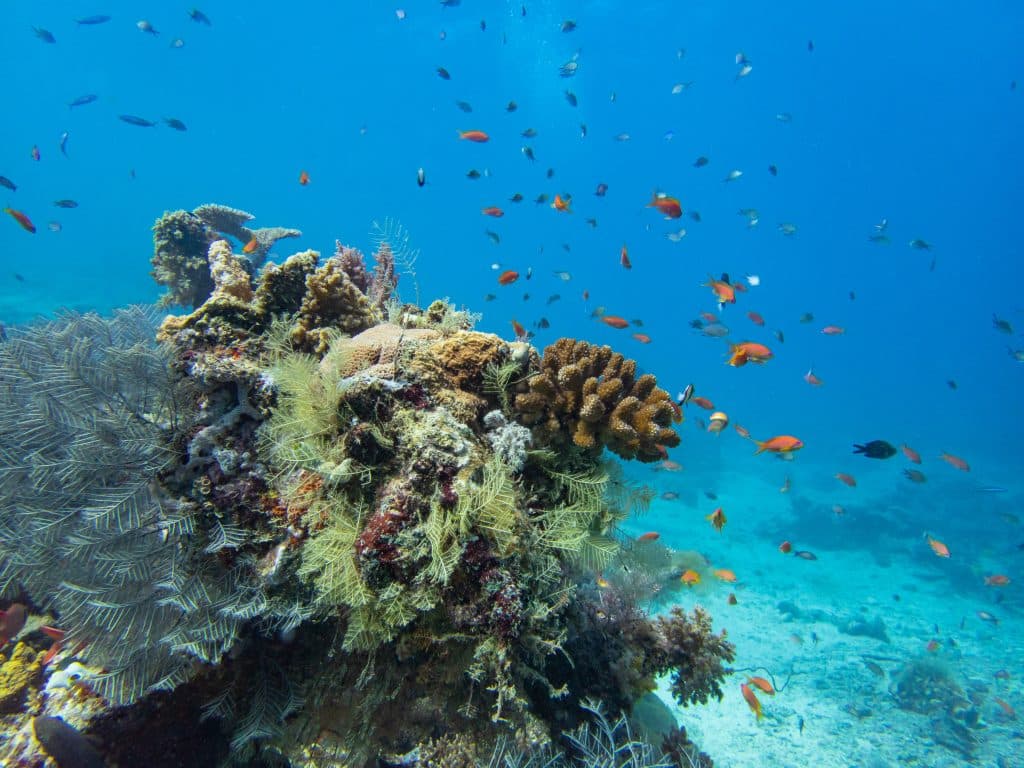 Beautiful,Coral,Reefs,Landscape,Of,Reunion,And,Mayotte,Island