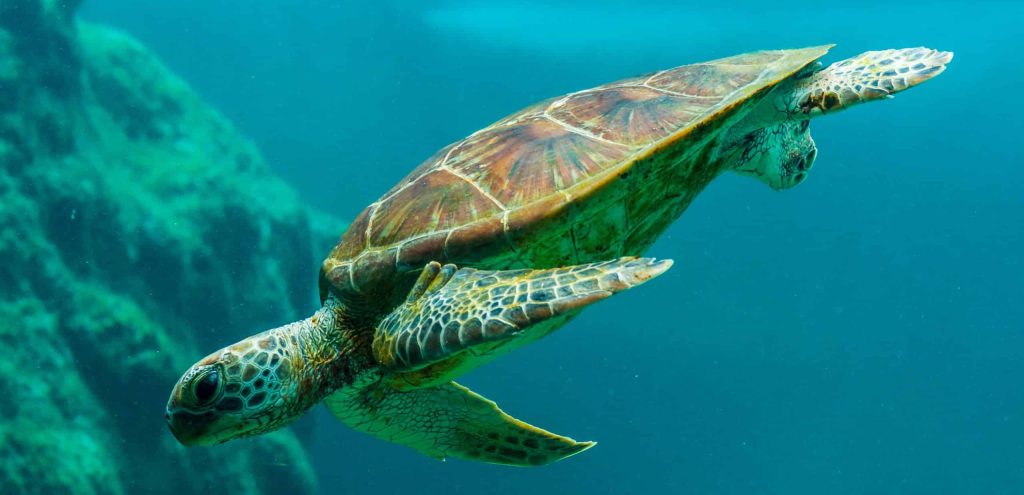 Plongée & cétacés La Réunion tortue