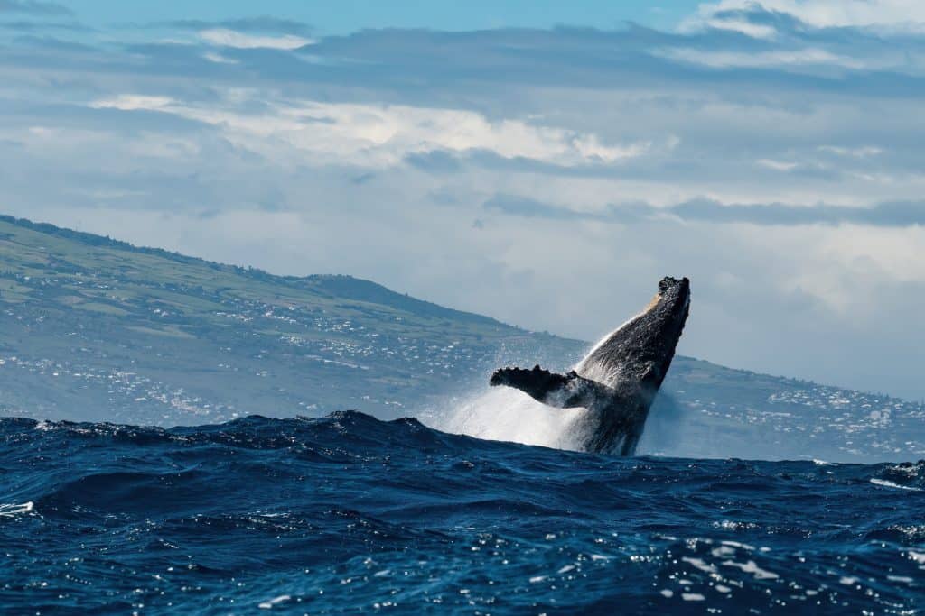 Humpback,Whale,Jumping,Out,Of,The,Water,In,Reunion,Island.