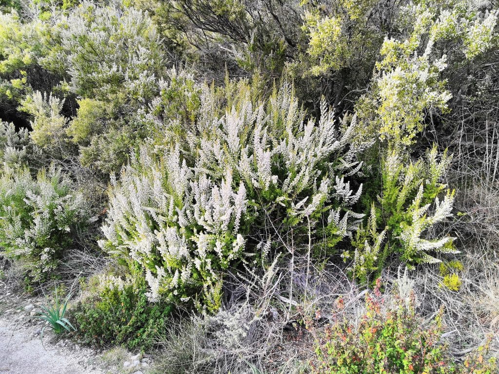 Wild,Heather,Flowers,In,The,Corsican,Maquis