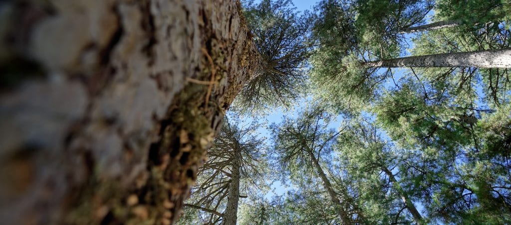 Close up,On,The,Laricio,Pines,Of,The,Gr,20,In