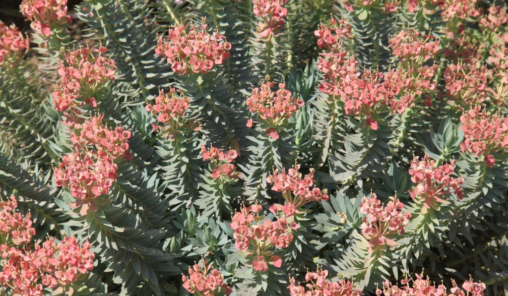 Euphorbia,Succulent,Plant,With,Pink,Flower,,Saleccia,Park,,Corsica