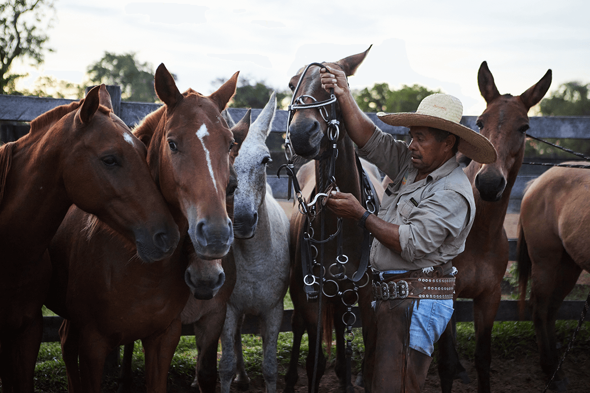 Refugio Caiman Ecologico chevaux