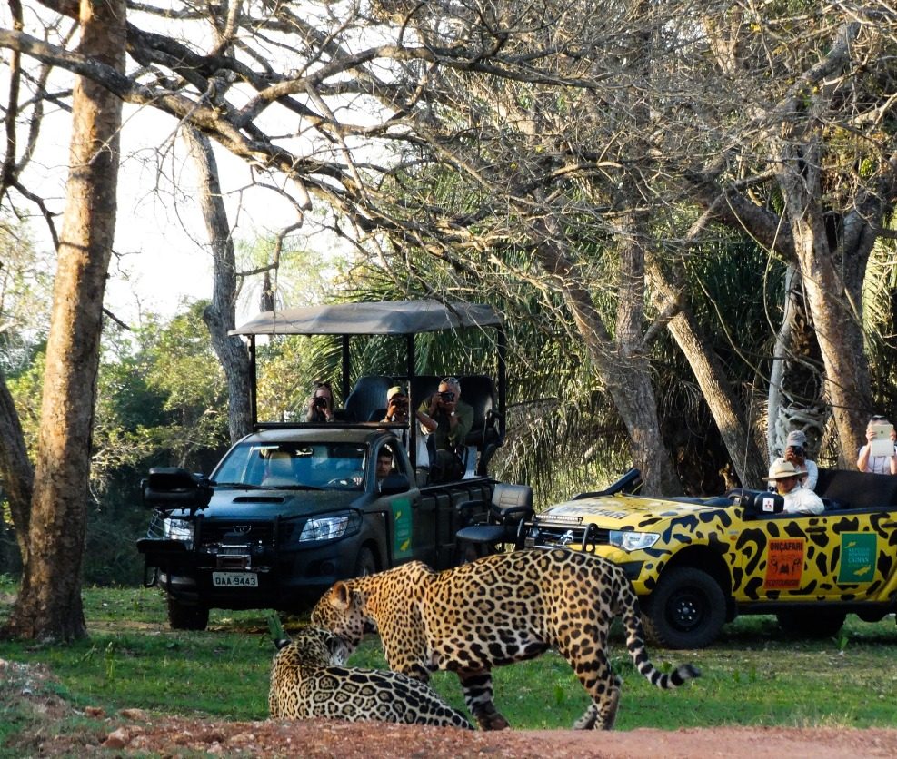 Refugio Caiman Ecologico jaguar