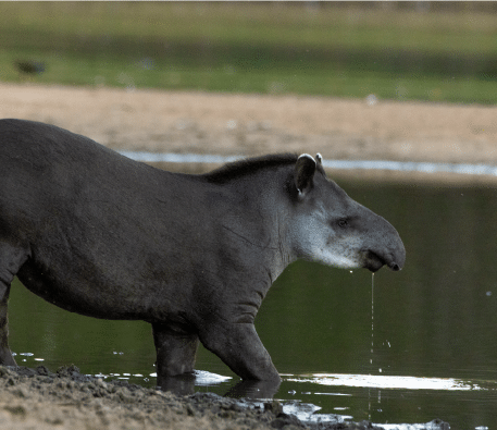Refugio Caiman Ecologico tapir