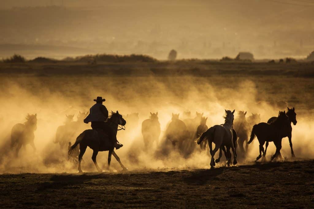 Wild,Horses,Leads,By,A,Cowboy,At,Sunset,With,Dust