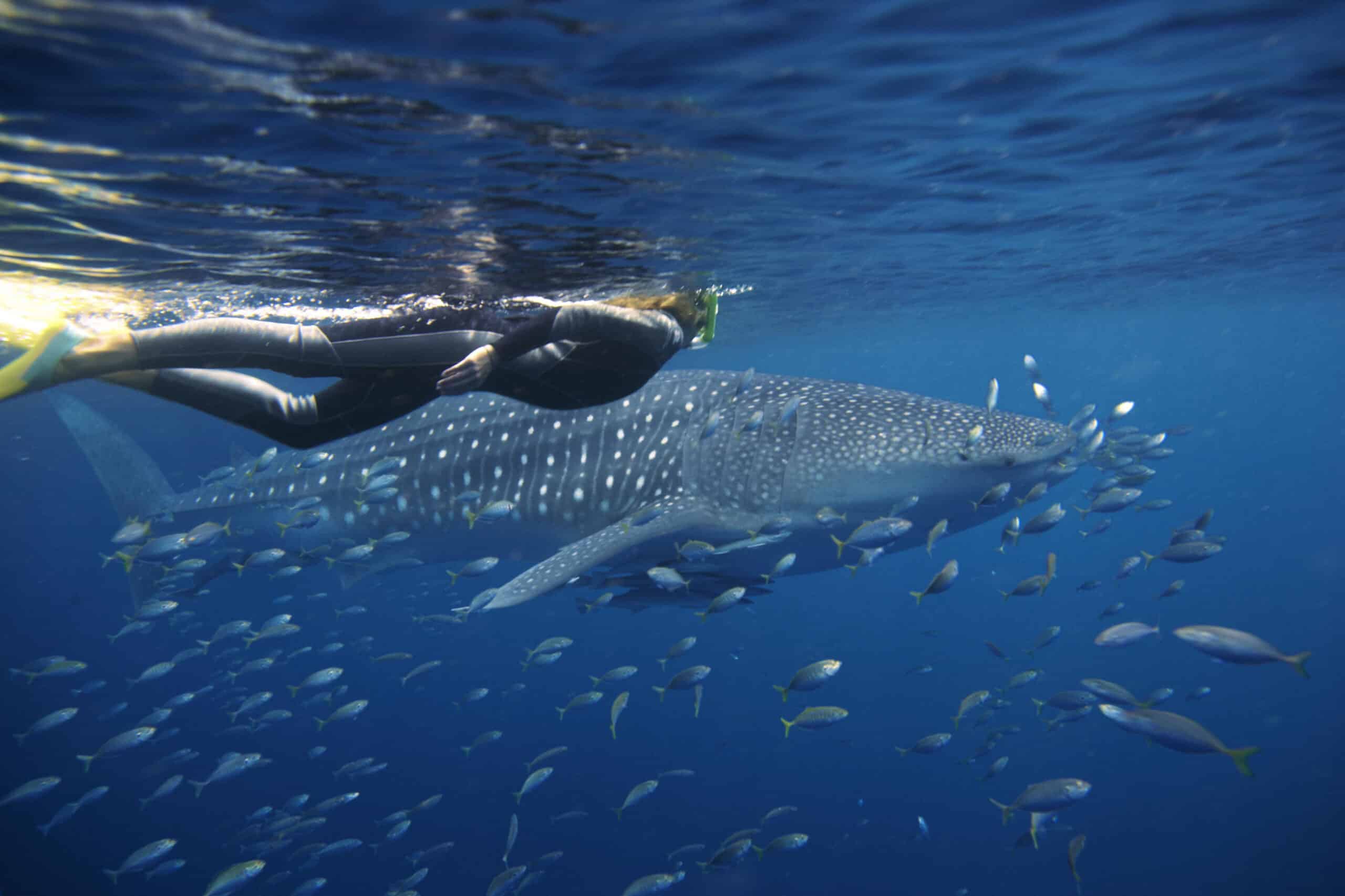 Sal Salis Australie plongée requin baleine