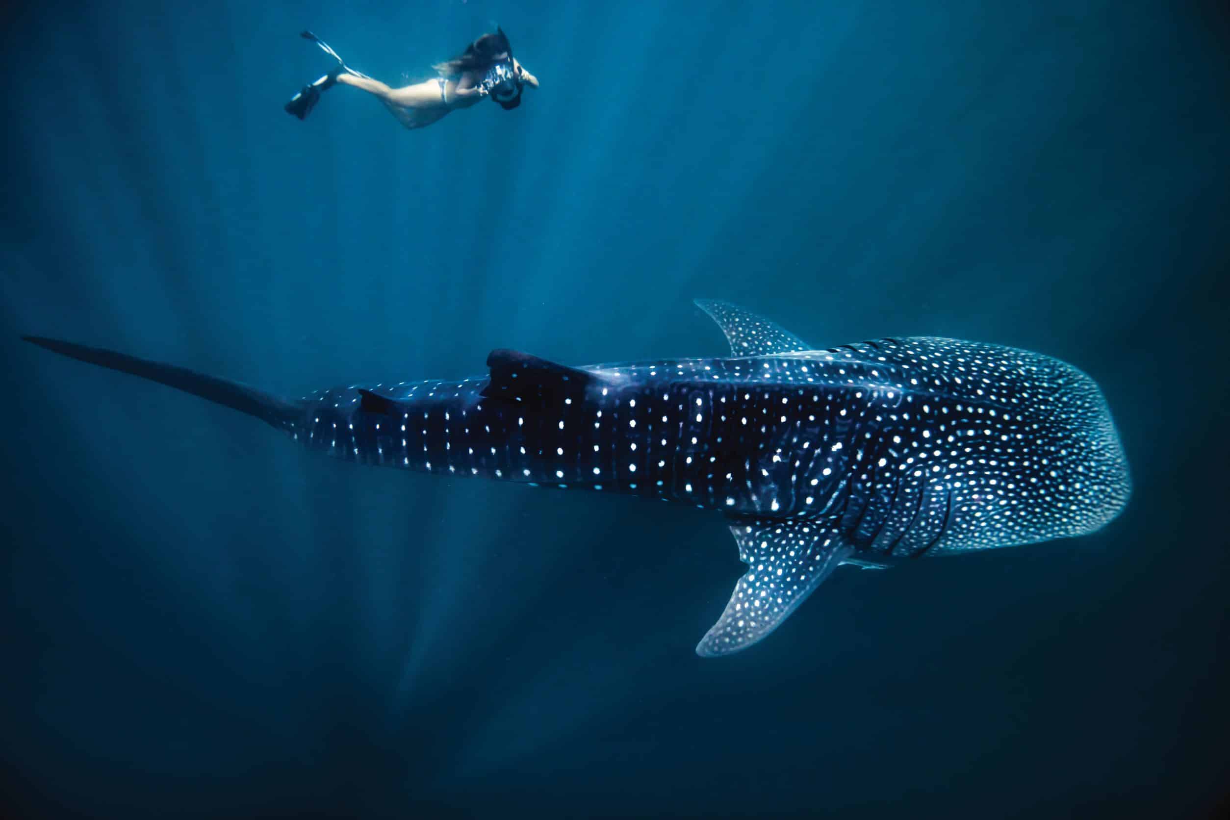 Sal Salis Australie requin baleine