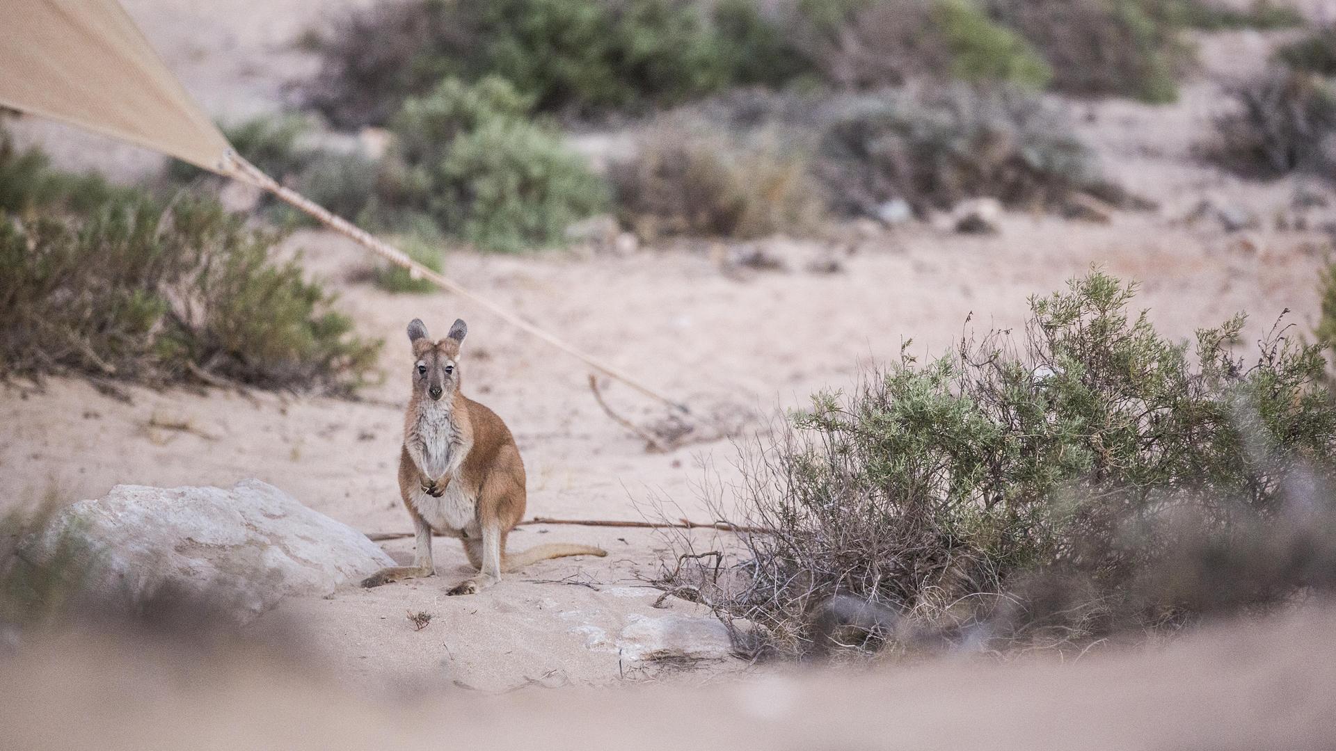 Sal Salis Australie wallaby