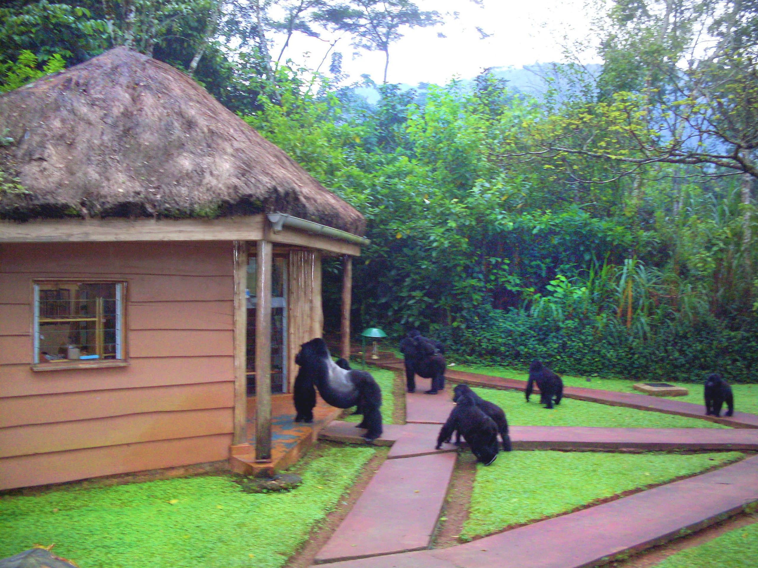 Africa; Uganda; Sanctuary Gorilla Forest Camp