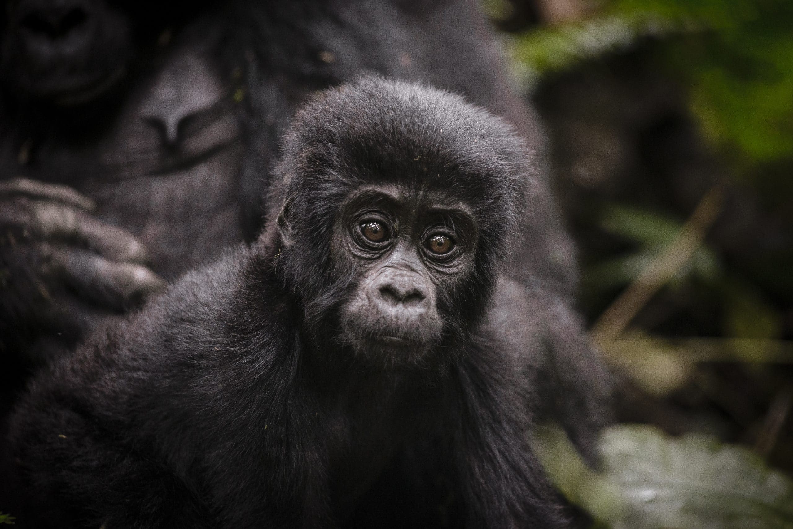 Uganda, Sanctuary Gorilla Forest Camp