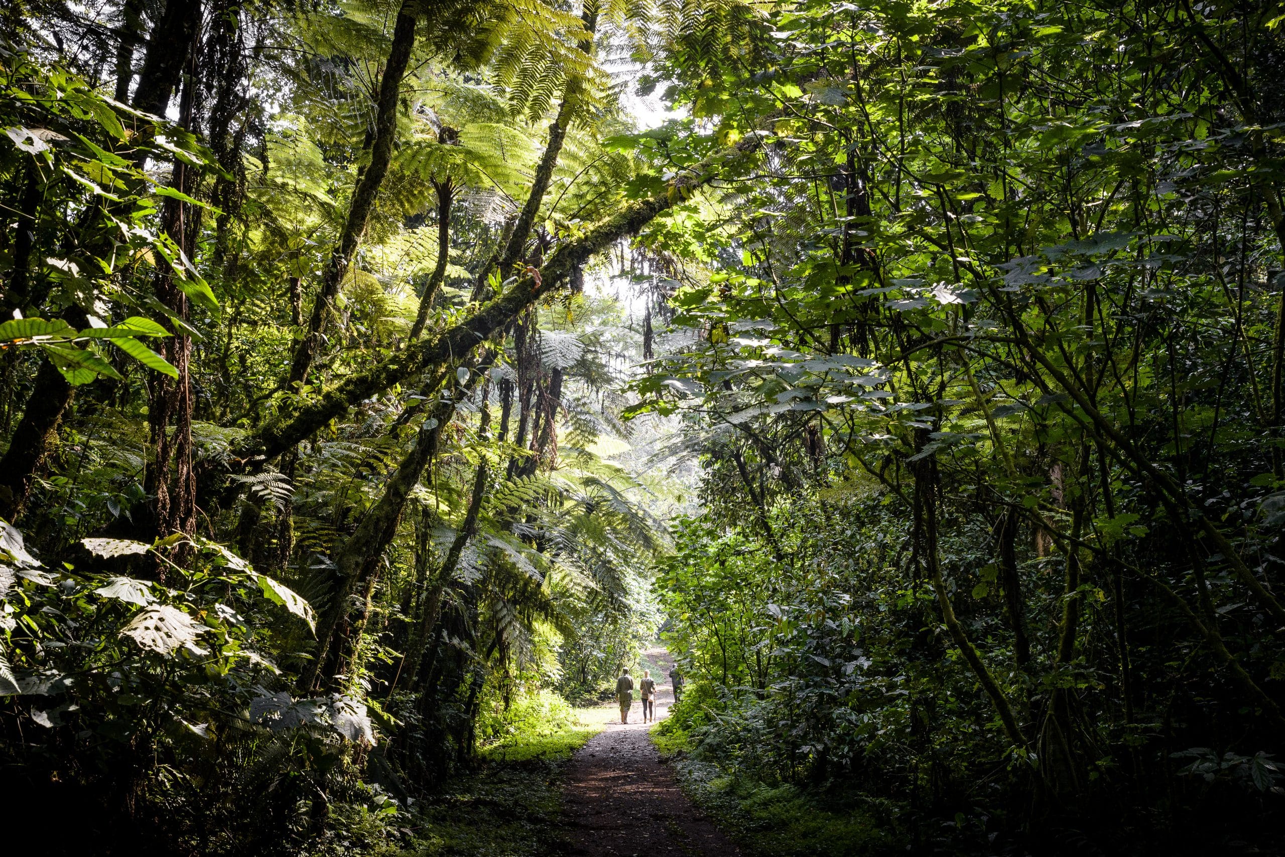 Uganda, Sanctuary Gorilla Forest Camp