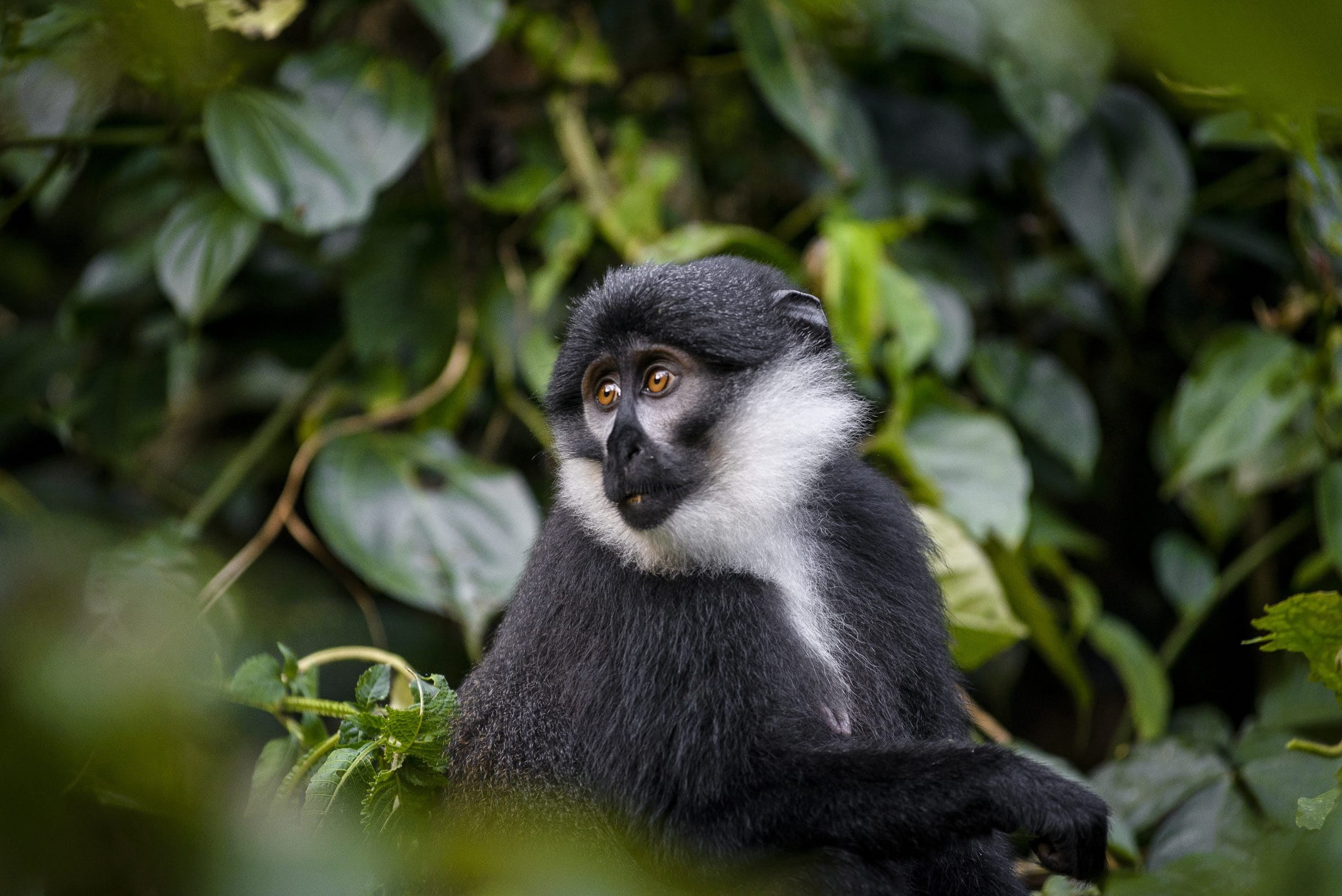 Uganda, Sanctuary Gorilla Forest Camp