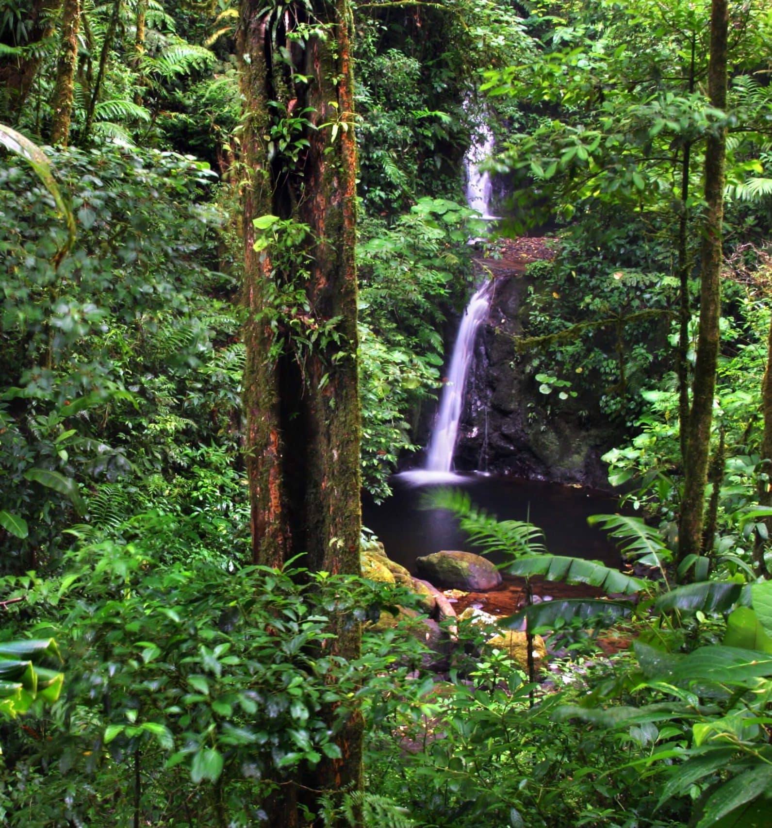 Senda monteverde costa rica cloud forest