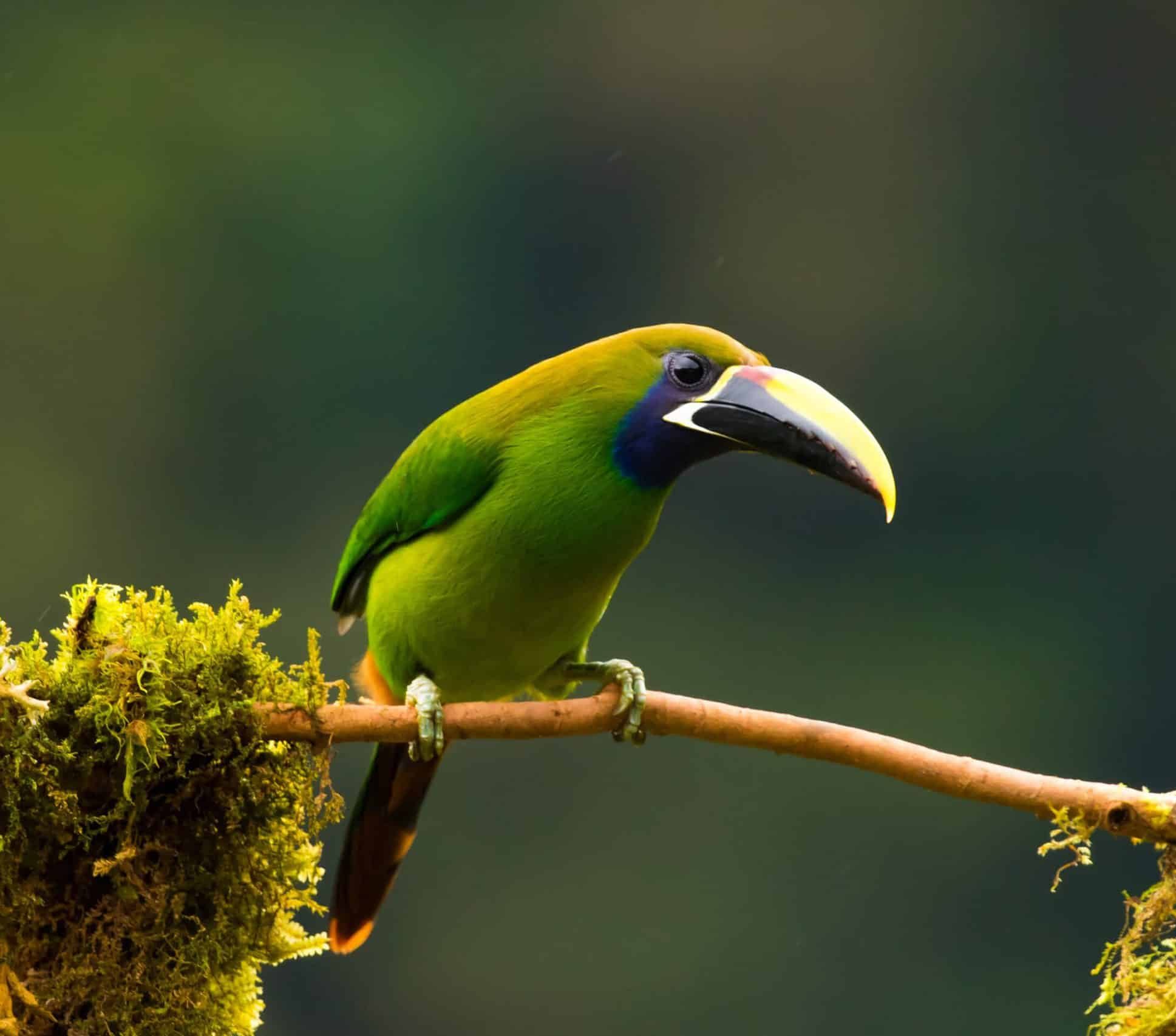 Senda monteverde costa rica oiseau