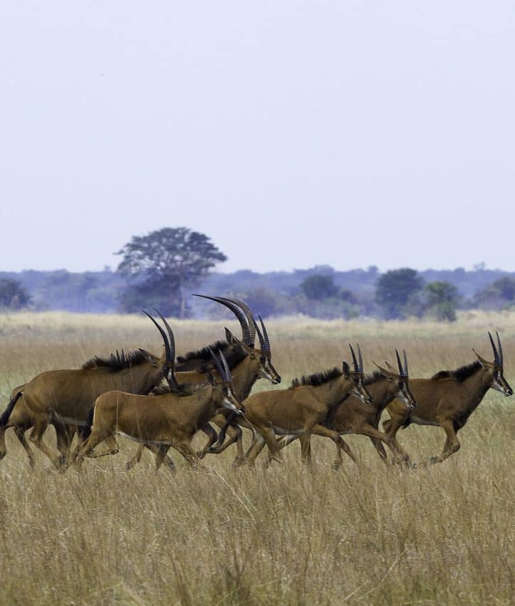 Shumba camp Zambie antilope