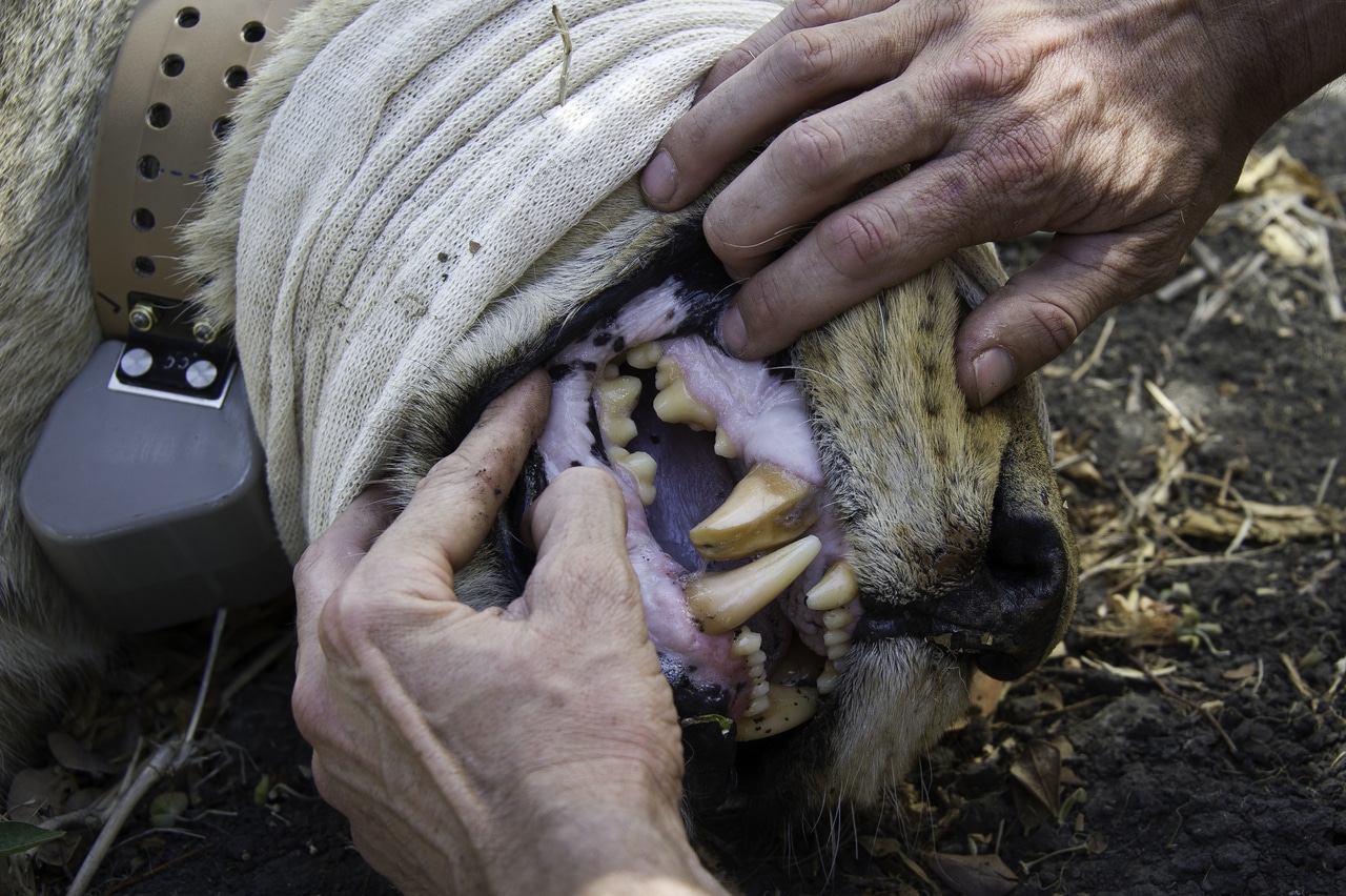 Shumba camp Zambie lion