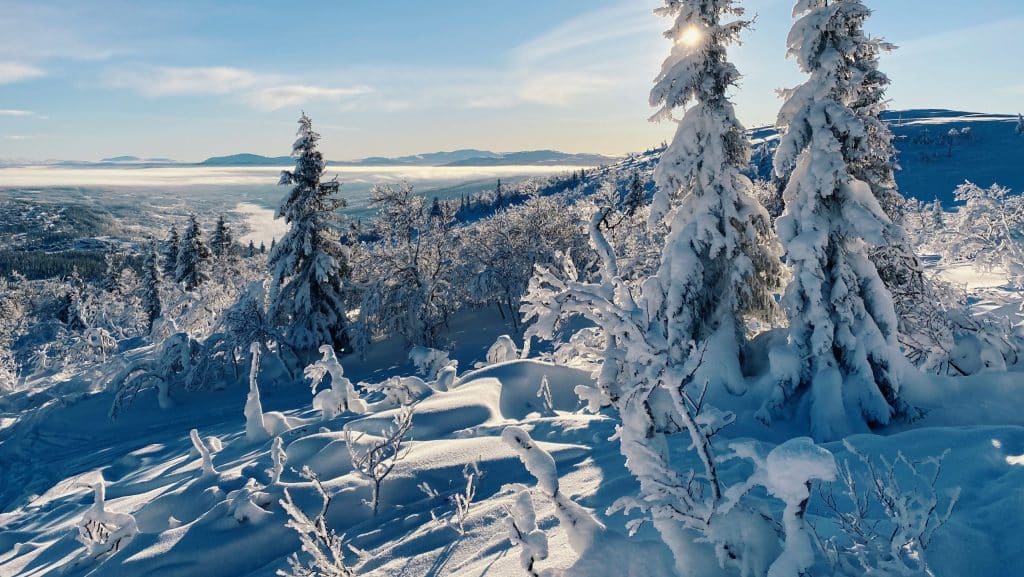 Ski Joëring Suéde neige