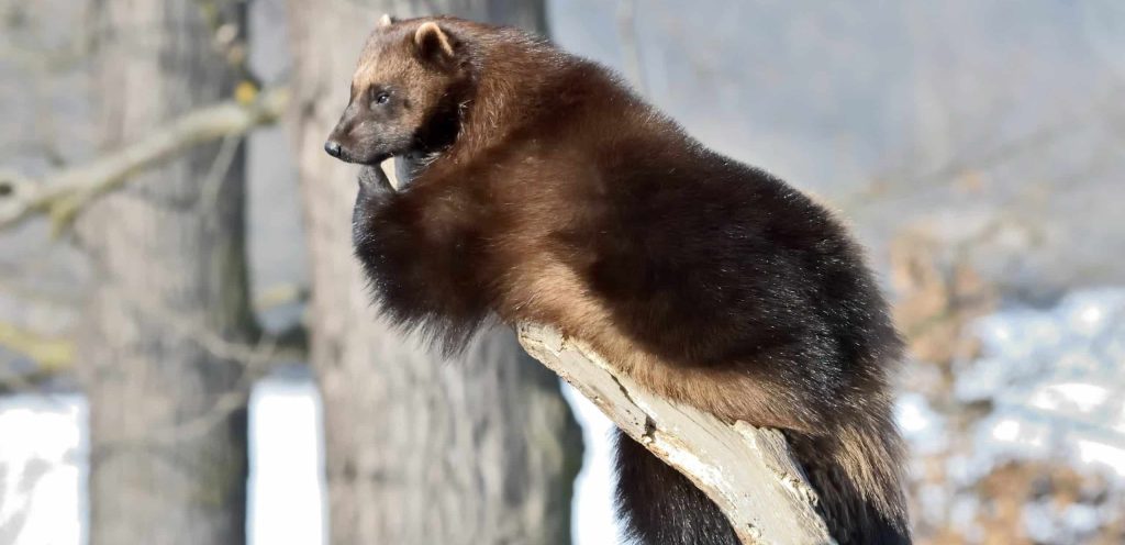 Wolverine,(gulo,Gulo),Resting,On,A,Branch