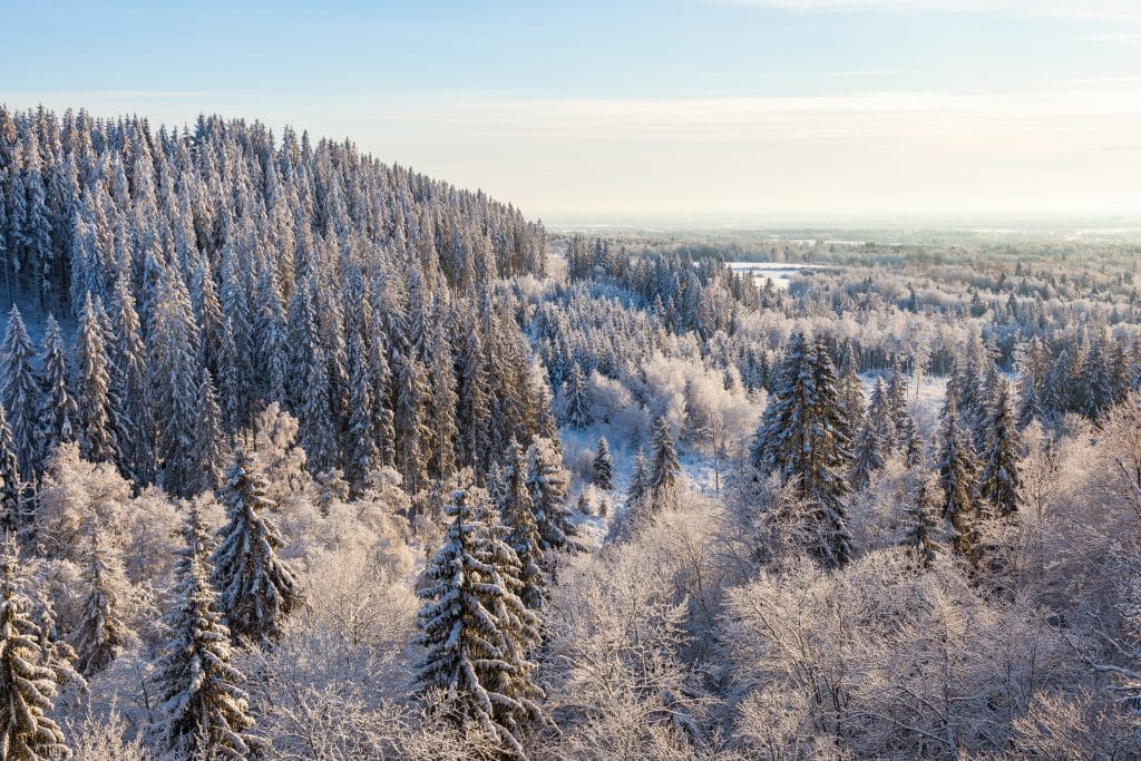 View,Of,The,Forest,Landscape,In,Winter,With,Frost,And