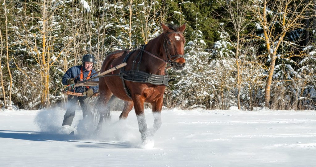 Skioring,,Winter,Sports,With,Horse.,A,Man,Stands,On,Skis