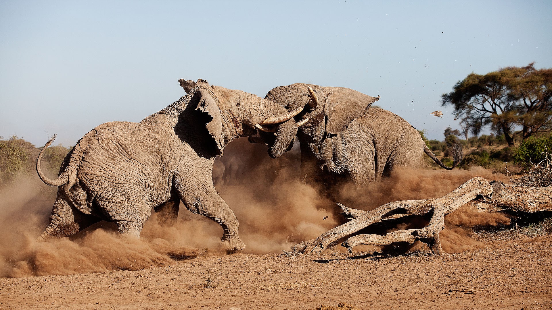 Tortilis camp Kenya elephant