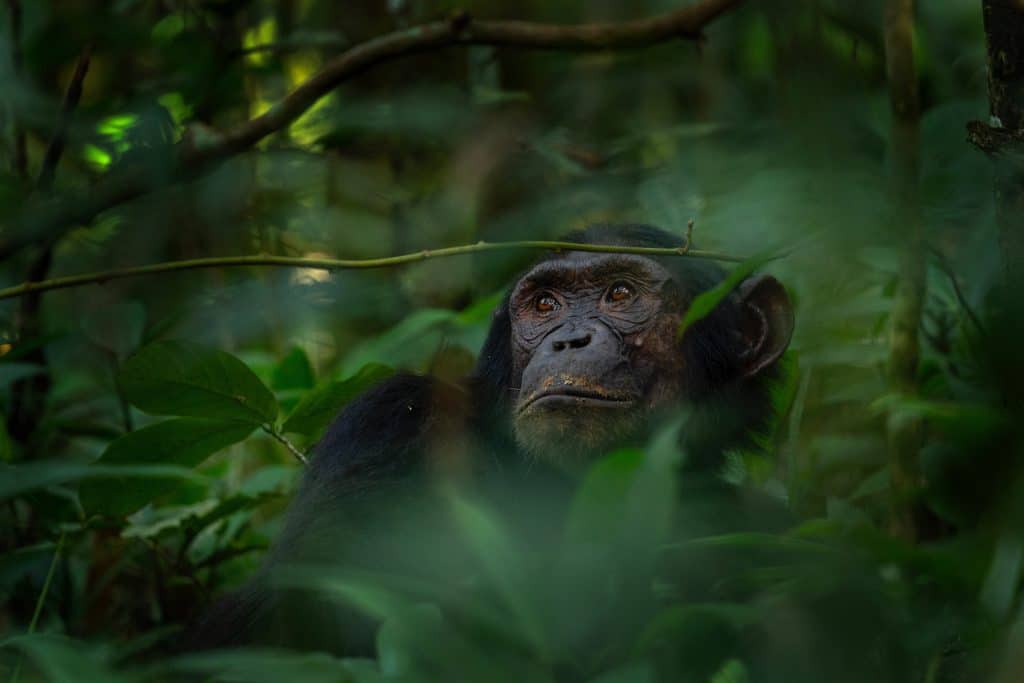 Chimpanzee,In,The,Forest.,Chimp,In,The,Protected,Kibale,Forest.