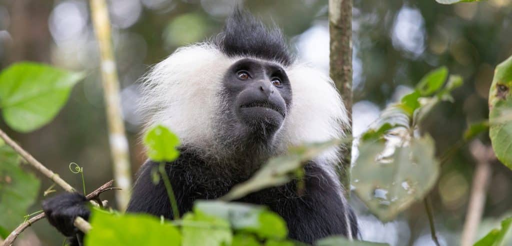 Colobus,Monkey,In,Rwanda