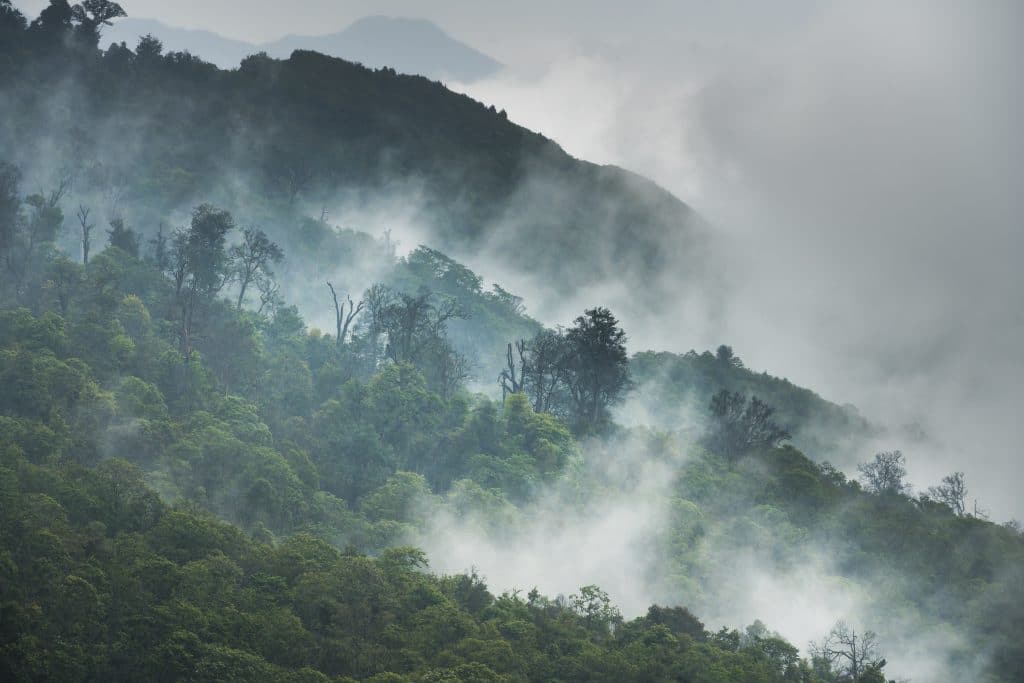 Tropical,Forest,With,Fog