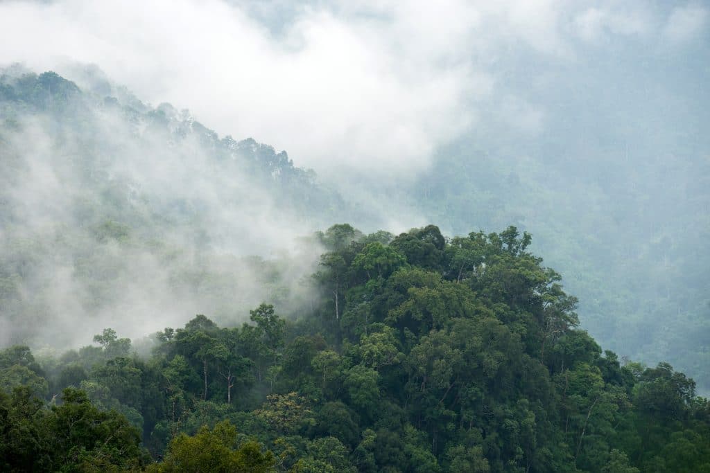 In,The,Rain,Forest,After,Rain,Misty,Beautiful.,In,Thailand