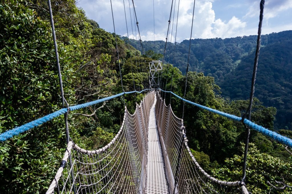 Walkway,Canopy,Tour,,Bridge,In,The,Rain,Forest,,Rwanda,,Nyungwe