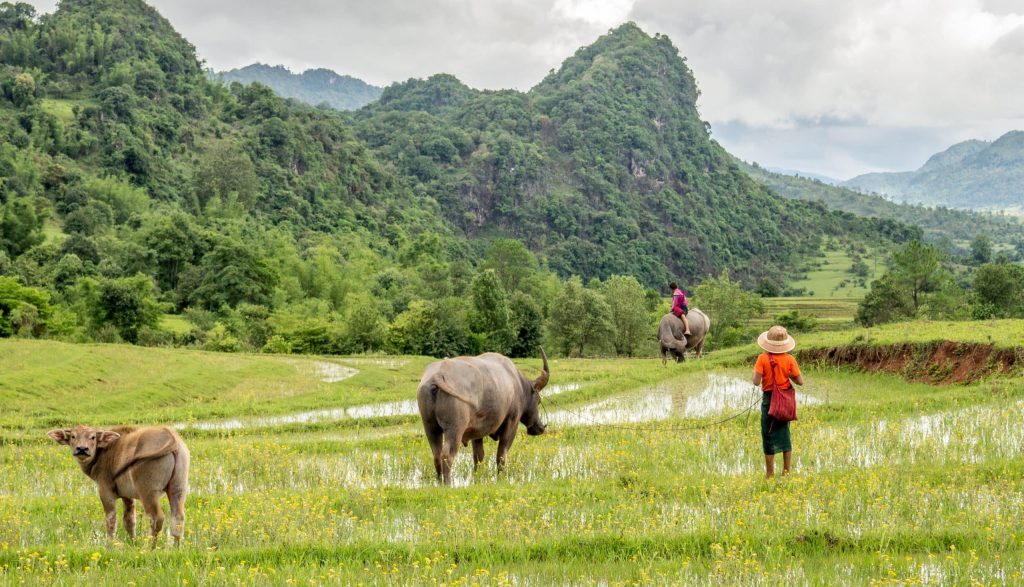 Rice,Fields,With,Buffalos,And,Kids