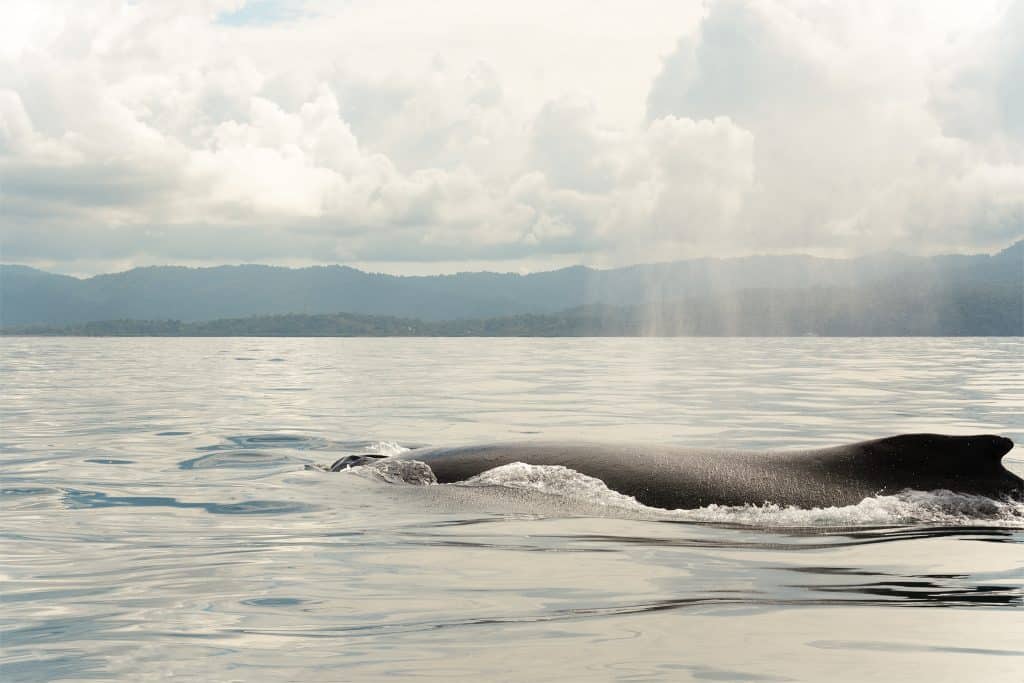 A,Humback,Whale,At,Sunset,In,Drake,Bay,,Costa,Rica