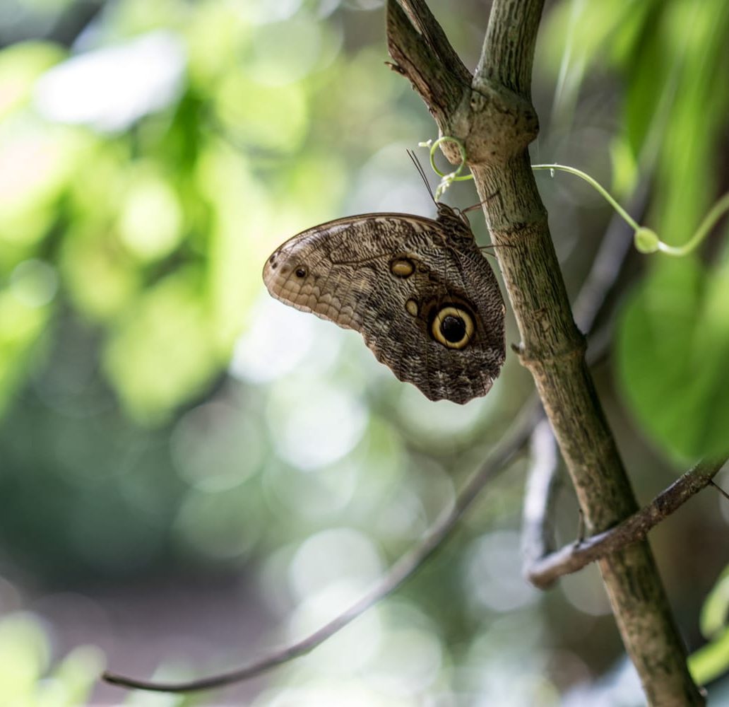 Villa privée à Santa marta colombie papillon