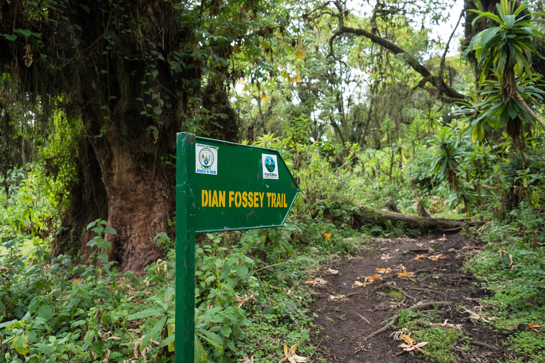 Wilderness Bisate Rwanda dian fossey