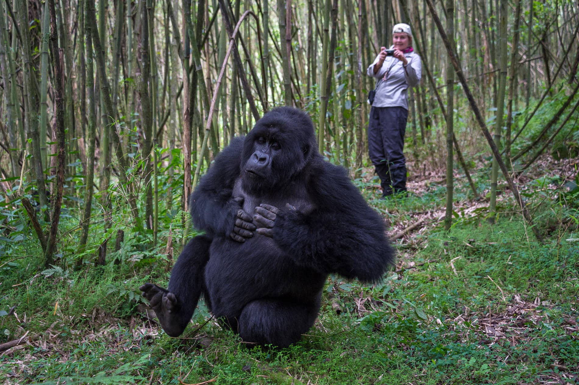 Wilderness Bisate Rwanda gorille