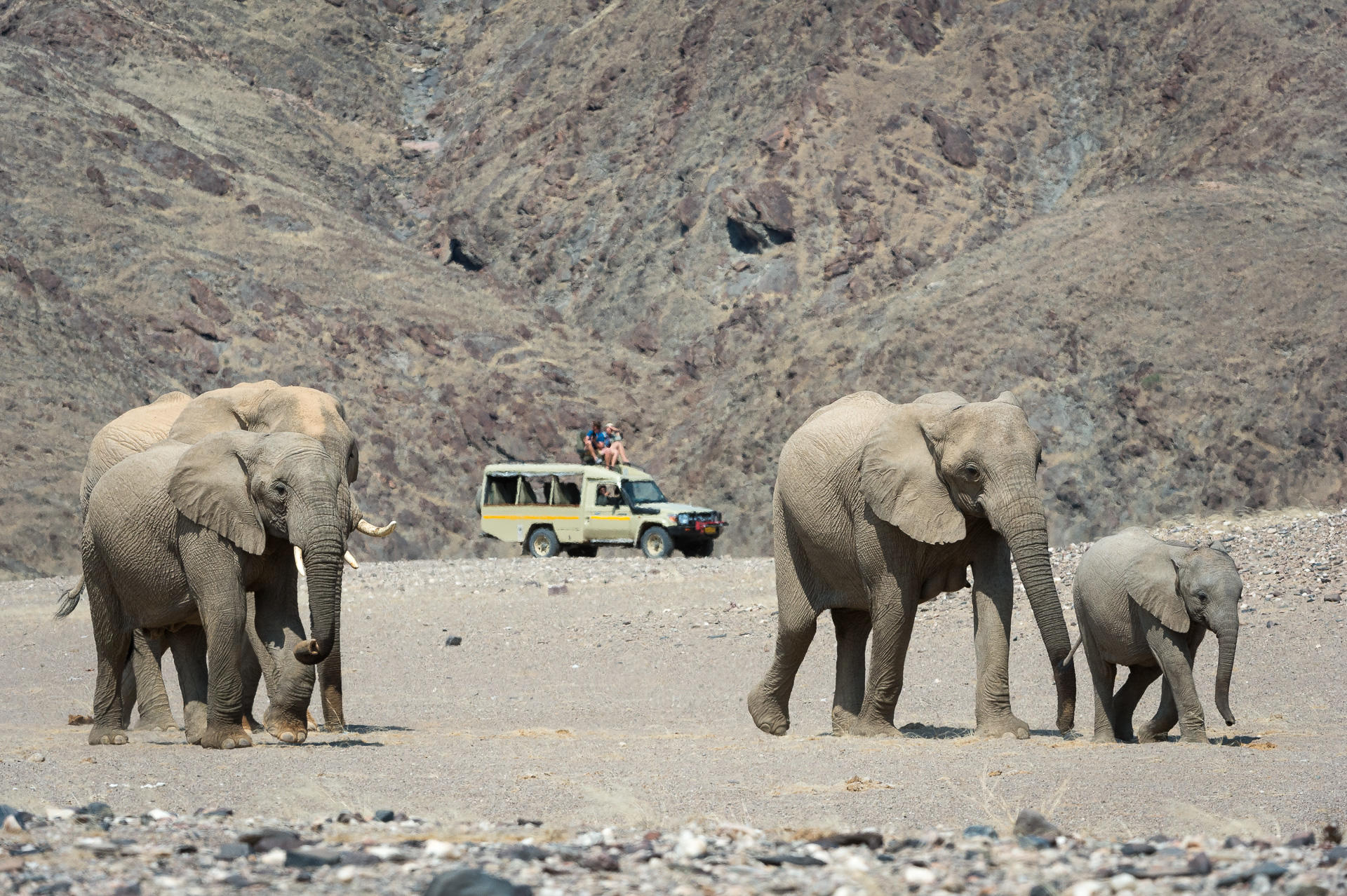 Wilderness Hoanib Skeleton Coast Camp Namibie elephant