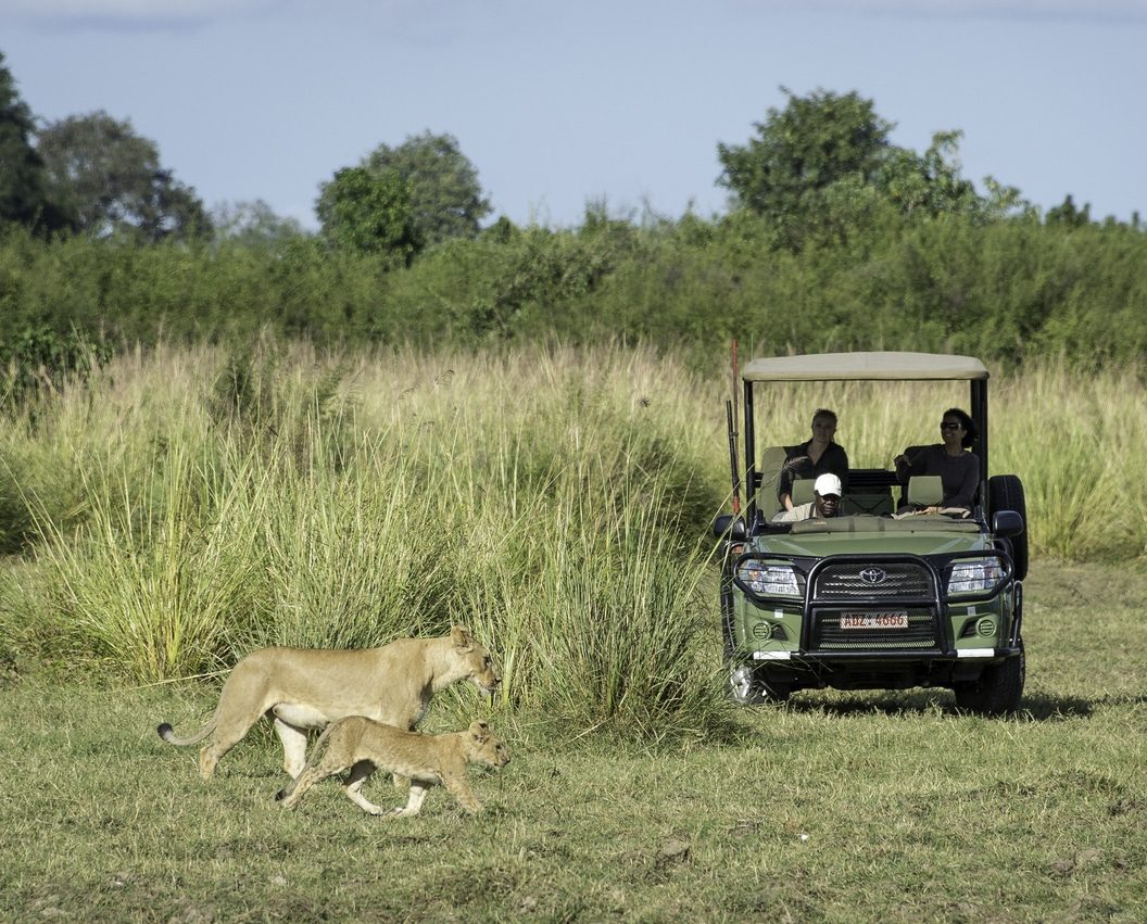 Wilderness Little Ruckomechi Zimbabwe safari lion