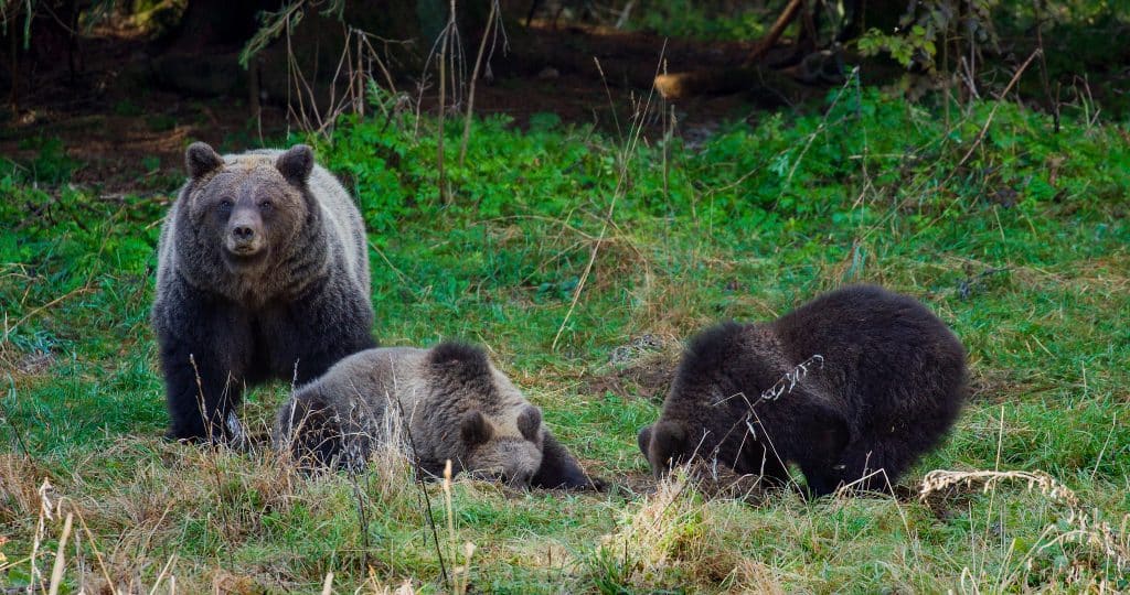 Brown,Bear,From,Mountains,Of,Croatia