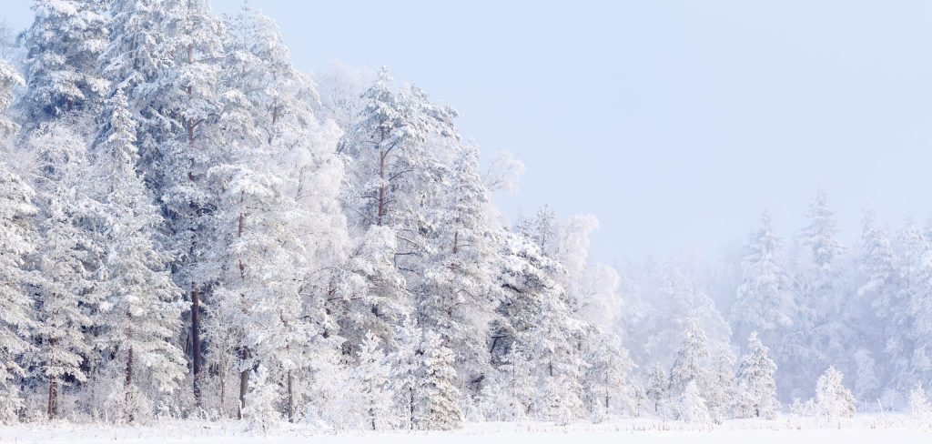 Winter,Forest,With,Snow,And,Frost,In,The,Trees,Of
