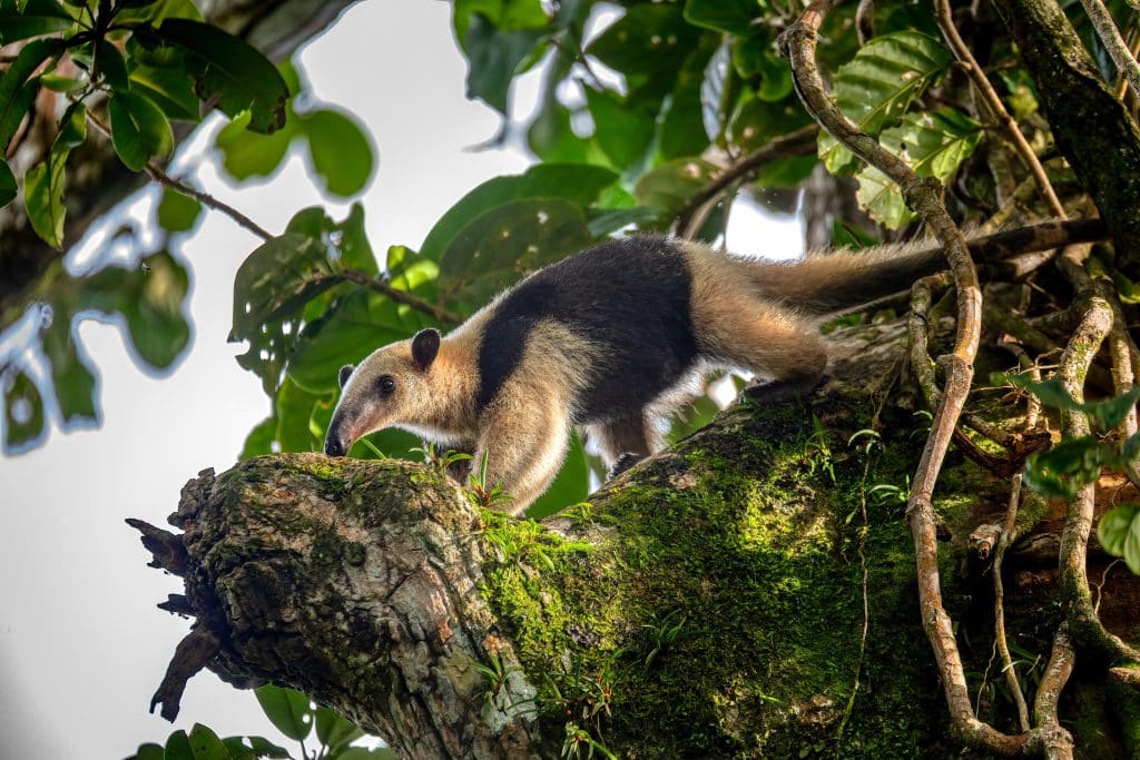 Northern,Tamandua,(tamandua,Mexicana),,Ant,Eater,Climg,In,Treetop,,Tortuguero