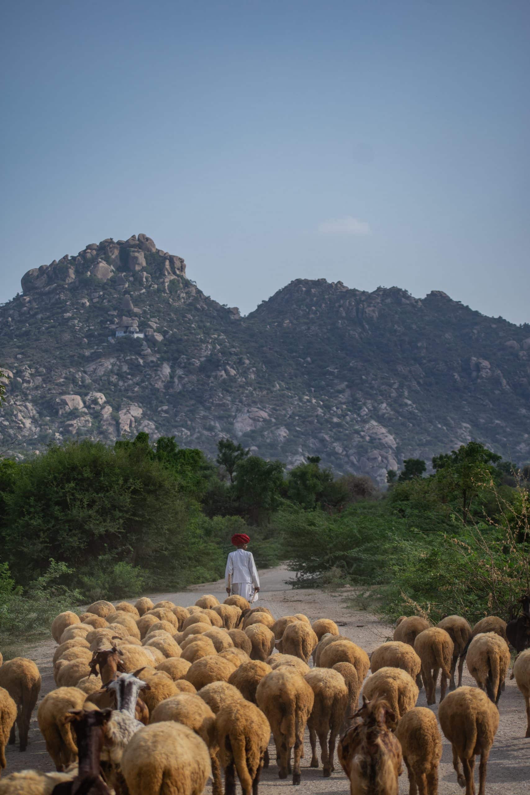 Berger Sujan Jawai Inde du Nord