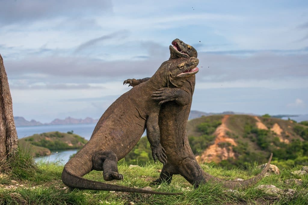 Two,Komodo,Dragon,Fight,With,Each,Other.,Indonesia.