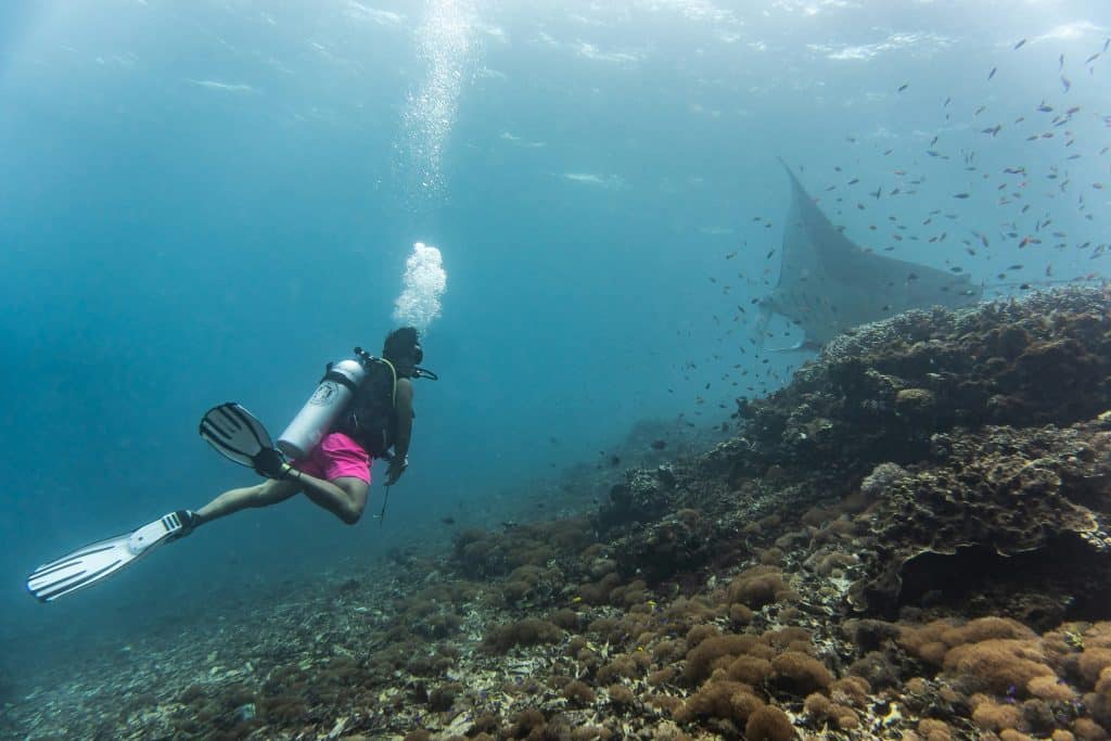 Croisière privée au cœur du parc national de Komodo Indonésie et Bali plongée sous marine coraux et raie manta