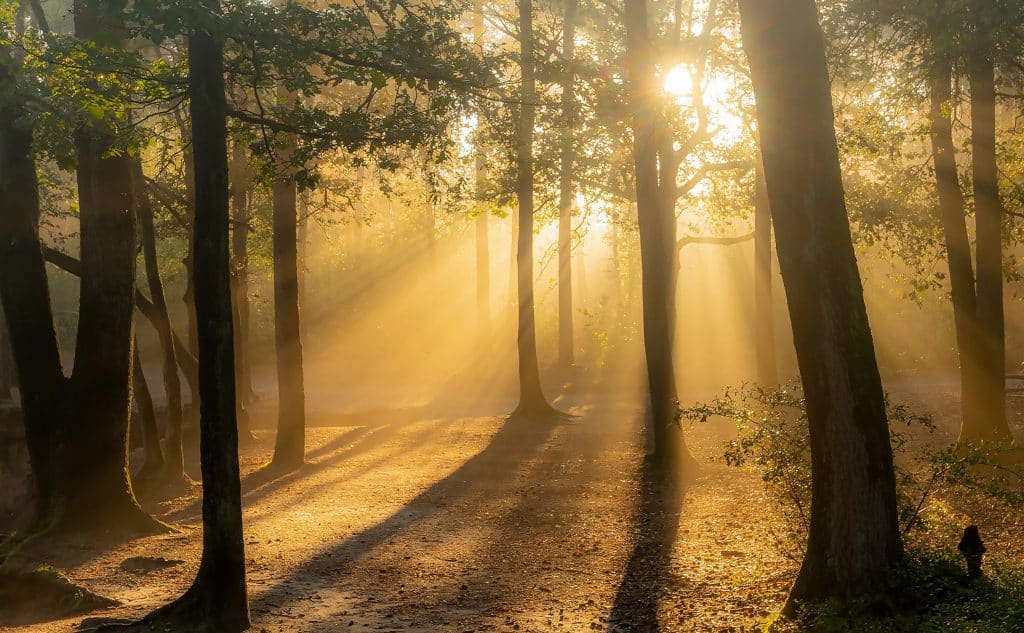 Reflections,Of,The,Sun,In,The,Forest,In,The,Morning