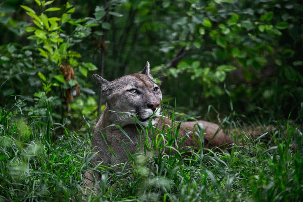 Portrait,Of,Beautiful,Puma,In,Wildlife.,Cougar,,Mountain,Lion,,Puma,