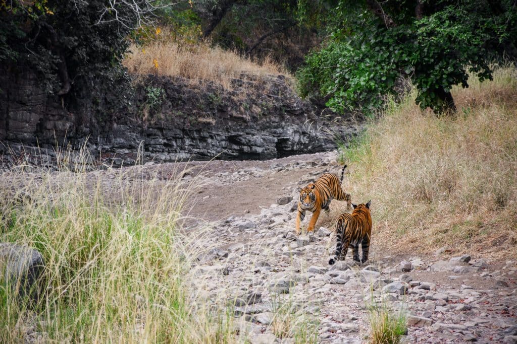 Deux tigres sur la piste des grands félins Inde du Nord